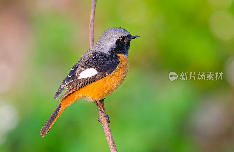 Daurian Redstart -香港